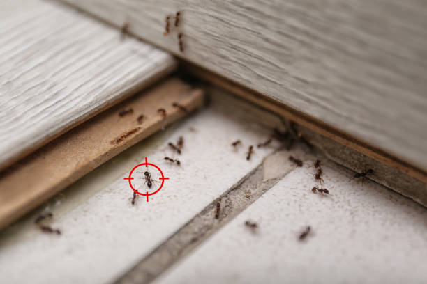 Best Flea Control Services  in Mountain Lodge Park, NY