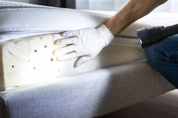 Best Bed Bug Extermination  in Mountain Lodge Park, NY