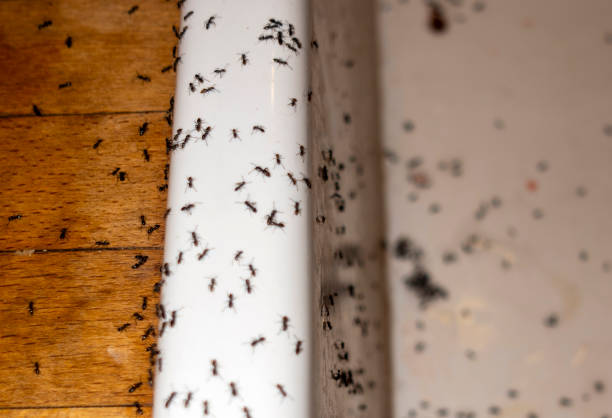 Best Commercial Pest Control Services  in Mountain Lodge Park, NY