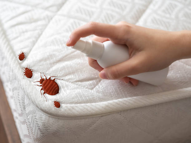 Professional Pest Control in Mountain Lodge Park, NY